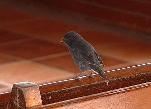 Darwin's Finch, inside the airport at Baltra, Galapagos Islands.